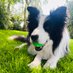 Archie Dog aka Tefryn Chase the Dream 🐶🐾💙 (@archiedog4) Twitter profile photo Archie Dog aka Tefryn Chase the Dream 🐶🐾💙 (@archiedog4) Twitter profile photo