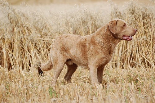 Passionate about chesapeake bay retrievers. Work them in the Winter and show during summer.
