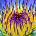 Alyssafox36's profile picture. Living on coffee, good vibes, and inappropriate laughter. ☕