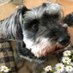 🌻🐶ハルママ🌹harumama🐶🌻 (@ebiflion) Twitter profile photo 🌻🐶ハルママ🌹harumama🐶🌻 (@ebiflion) Twitter profile photo