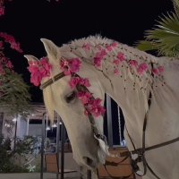 .a (@_abeerry) 's Twitter Profile