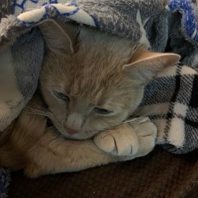 SStem29352's profile picture. 