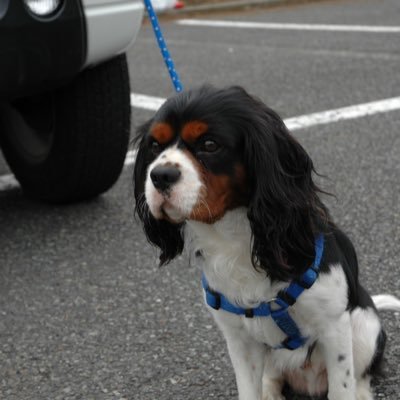 xB2RgbOQMu0Devt's profile picture. 犬アレルギーの犬好き！音楽も好き！ アナログレコードと真空管アンプ愛用中！ 筋トレ少々。 釣りも好き！ものづくりも好き！無言フォロー失礼します。