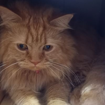 rukibtc's profile picture. Twitterを楽しみたいです～😉
暗号通貨投資勉強中
KTC
#フォロバ100