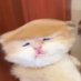 chhhh (@blyattyt) Twitter profile photo chhhh (@blyattyt) Twitter profile photo