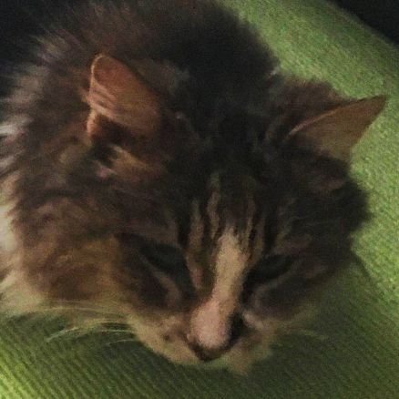 rafalegirl's profile picture. 20↑ 苗字がつくなら潮見 精神3級 成人女性ASDグレー INTP 5w6 クールウィンター 多分骨スト ここはただのメモ帳 #潮見の美容