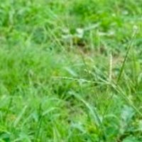 そこらへんの雑草🌱 (@v2fooq) 's Twitter Profile