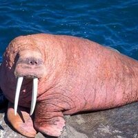 The Card Walrus 🎴🎴 (@rasslinwalrus) 's Twitter Profile Photo The Card Walrus 🎴🎴 (@rasslinwalrus) 's Twitter Profile Photo