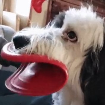 Br_edenLL's profile picture. I do stuff