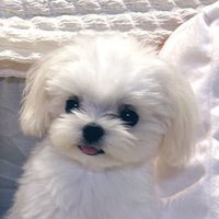 ใพใใ
ใผ๐ธใใซใใผใบ๐ธ (@ej32_s) 's Twitter Profile