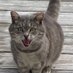 Jessica (@jesseicat) Twitter profile photo Jessica (@jesseicat) Twitter profile photo