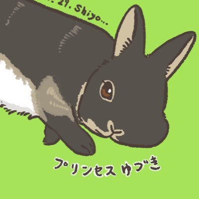 2021.4.27🎂|女の子|ネザーランドドワーフ、ブラックオターのゆづき🖤⋆͛*͛ うさぎのしっぽ出身/うさ飼いさんと繋がりたいです