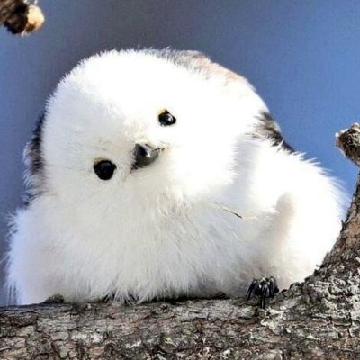 white birb be chirpin’ on the market | market insight : @marketflow_