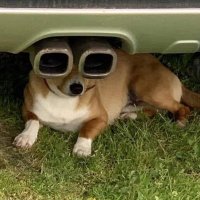 Thascius Virgo (@c492_) 's Twitter Profile