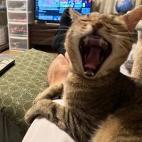 てんすけ@猫と暮らす50代夫婦 (@over50reborn) 's Twitter Profile