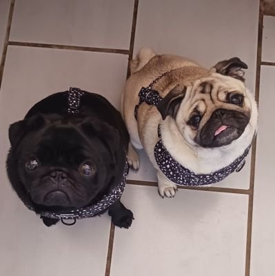 History teacher, France. Big focus on using EAL
Working in a collège/Lycée and love it. Brest now...Rennes tomorrow. Bit obsessed with pugs and WW2 bunkers