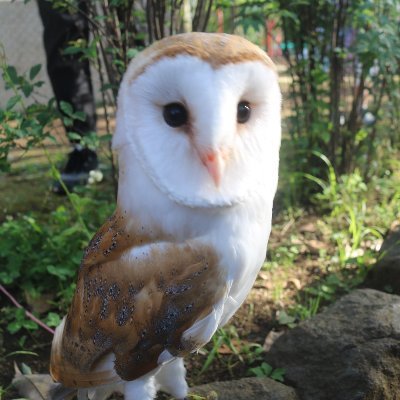 sorasora385's profile picture. 