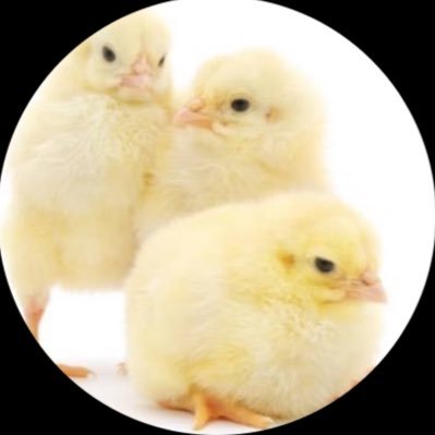 魔導戦死マンブー🐸 Profile