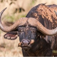 The buffalo @ work (@mandii_007) 's Twitter Profile Photo The buffalo @ work (@mandii_007) 's Twitter Profile Photo