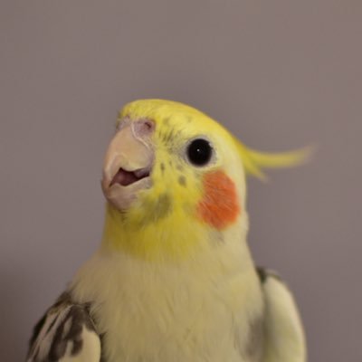 Sato_Nikon's profile picture. 野鳥を追っかけたり動物撮る人 D500を愛し望遠レンズを振り回す。NIKKOR 600mm f/4E P1100  稀に競馬