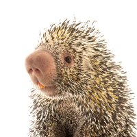 Angry Porcupine (@angryporc123) 's Twitter Profile Photo