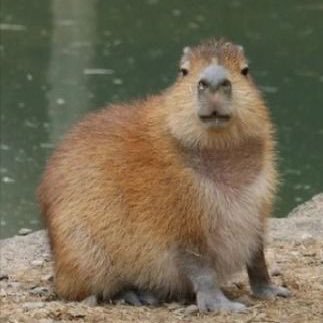 かぴばらさんのプロフィール画像