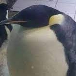 Amomy445624's profile picture. lmao