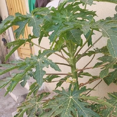 pitam12151892's profile picture. Sabaiko sathi