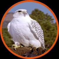 نبراس الحب (@nbras49730) 's Twitter Profile
