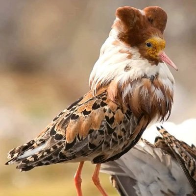 giuliotomm79's profile picture. 