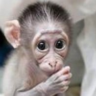 Winner Monkey ๐ ๐ต๐ธ๐๐ฅญ (@xbegs48581) 's Twitter Profile