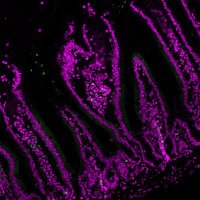 Valentin Thevin (@valentinthevin) 's Twitter Profile