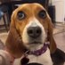 Beagle Lovers And Rescuers (@beaglerescuers) Twitter profile photo Beagle Lovers And Rescuers (@beaglerescuers) Twitter profile photo