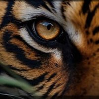 Baliyan (@amitbal10400077) 's Twitter Profile