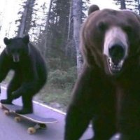 bear (@happyisbear) 's Twitter Profile