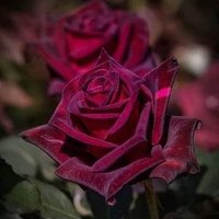 A.selam (@gnydnabdusselam) 's Twitter Profile Photo A.selam (@gnydnabdusselam) 's Twitter Profile Photo