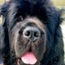 Gwendido (@gwendido) Twitter profile photo Gwendido (@gwendido) Twitter profile photo