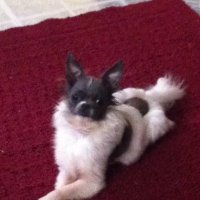 Viktor Laszlo (@tedyhawgeddy) 's Twitter Profile