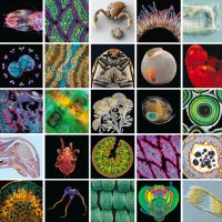 Microscopy Today (@microscopytoday) 's Twitter Profile