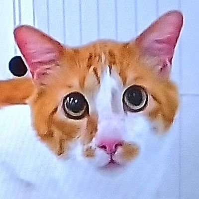 漫画と動物と音楽が大好きです。皆様とコミュニティが広がればいいなと思っております。よろしくお願いいたします。心穏やかに皆様とお話できればと思っております😊
