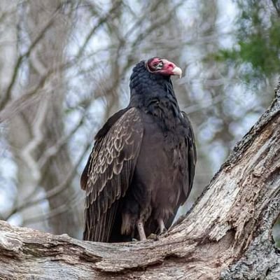 Hobbyist photographer with a focus on nature. I want to share the beauty of nature that I see through my camera lens.
