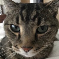 lala 🇺🇸🇺🇦🐾 (@digdig44) 's Twitter Profile