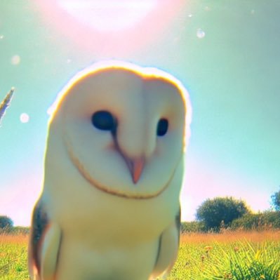 @owl_posting