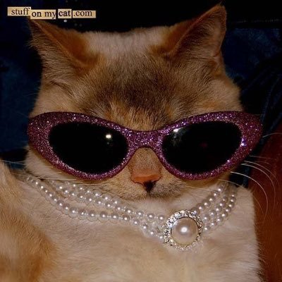 alevazher's profile picture. La gata bajo la lluvia y el gato triste y azul.