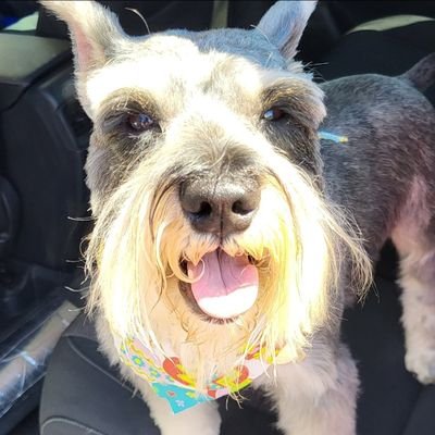 geezerpup's profile picture. We are mini schnauzer bosses. We also have a fur bro, Grandpa 🌈. We are all from the same family.