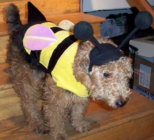 daREALsharkman's profile picture. 