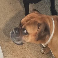 krakendono (@_voidcube) 's Twitter Profile