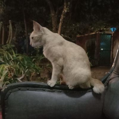 udadibogor's profile picture. 