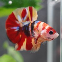 rum🐾 (@lululun2023) 's Twitter Profile