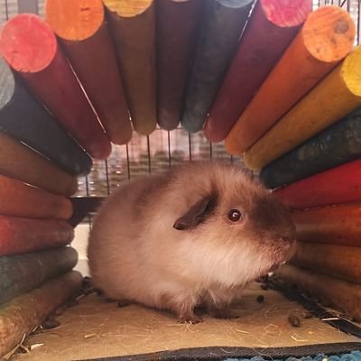 Olivia_Olivka's profile picture. 